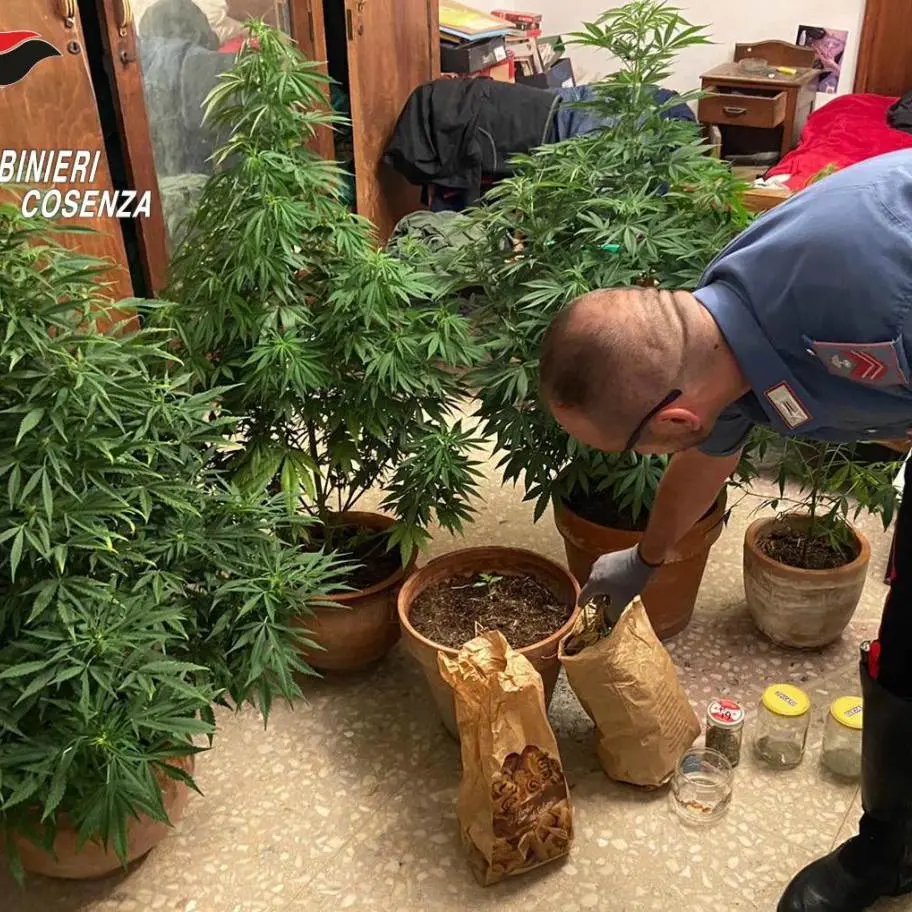 Falconara Albanese, coltivava marijuana nel balcone di casa: 67enne arrestato