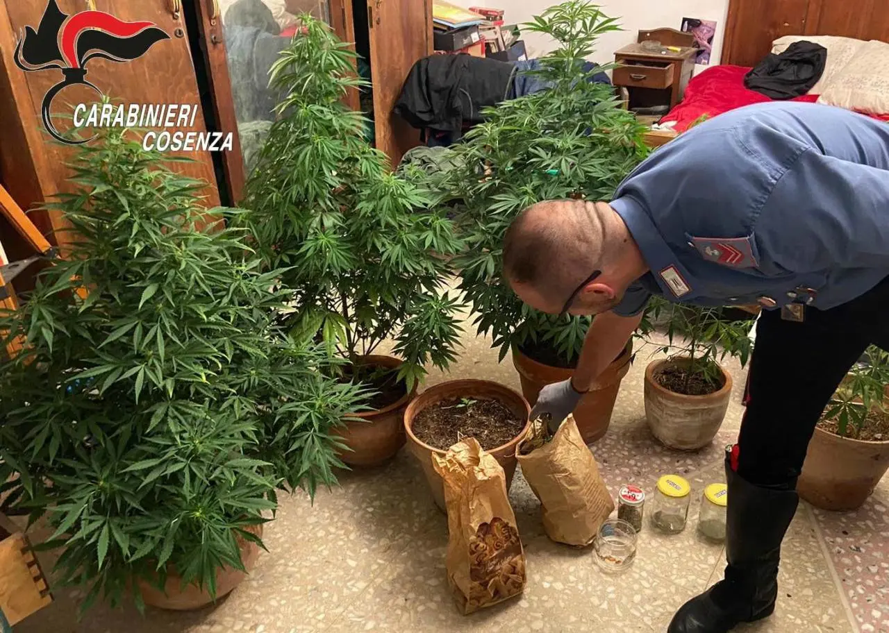 Falconara Albanese, coltivava marijuana nel balcone di casa: 67enne arrestato