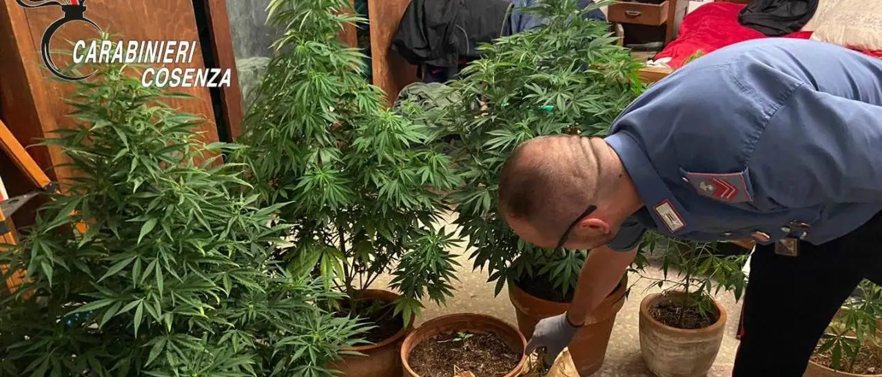 Falconara Albanese, coltivava marijuana nel balcone di casa: 67enne arrestato