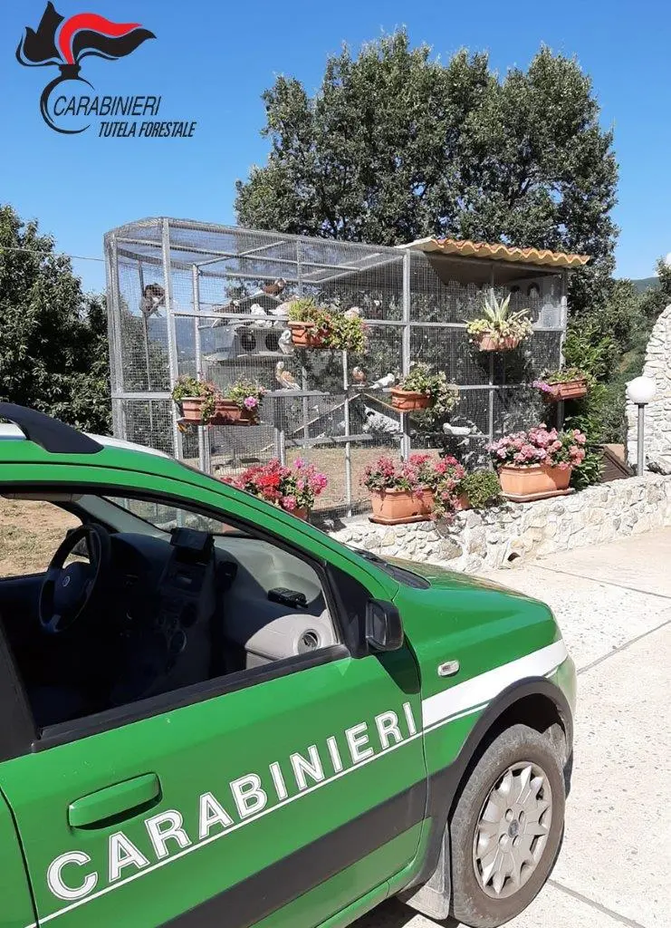 S.Pietro in Guarano: detenzione di avifauna, una denuncia