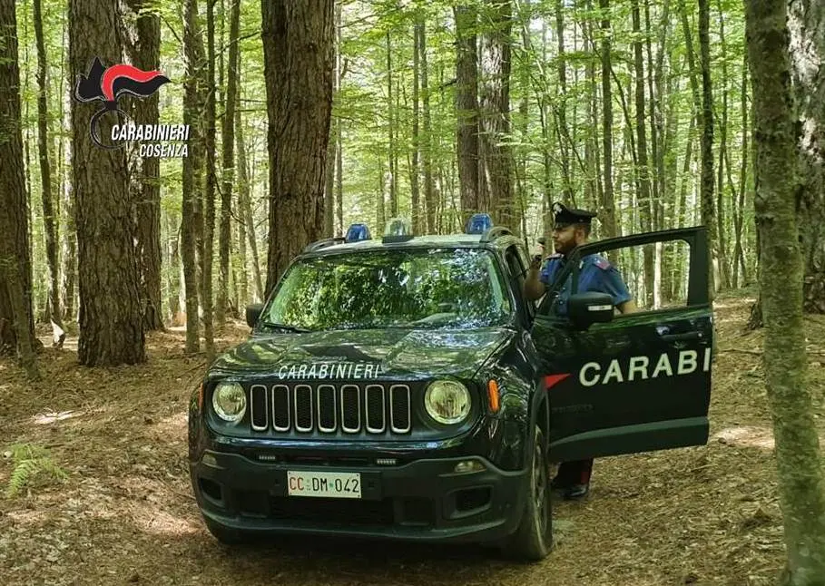 Camigliatello Silano, due arresti e una denuncia: l'attività dei carabinieri
