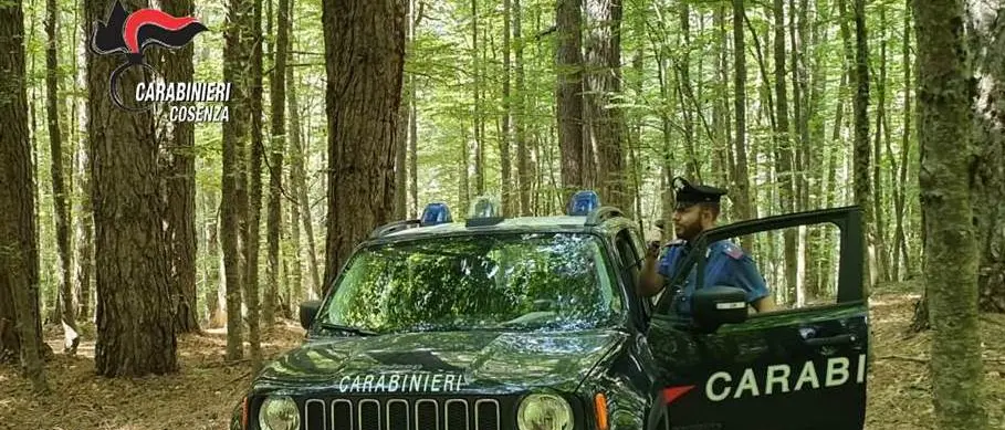 Camigliatello Silano, due arresti e una denuncia: l'attività dei carabinieri