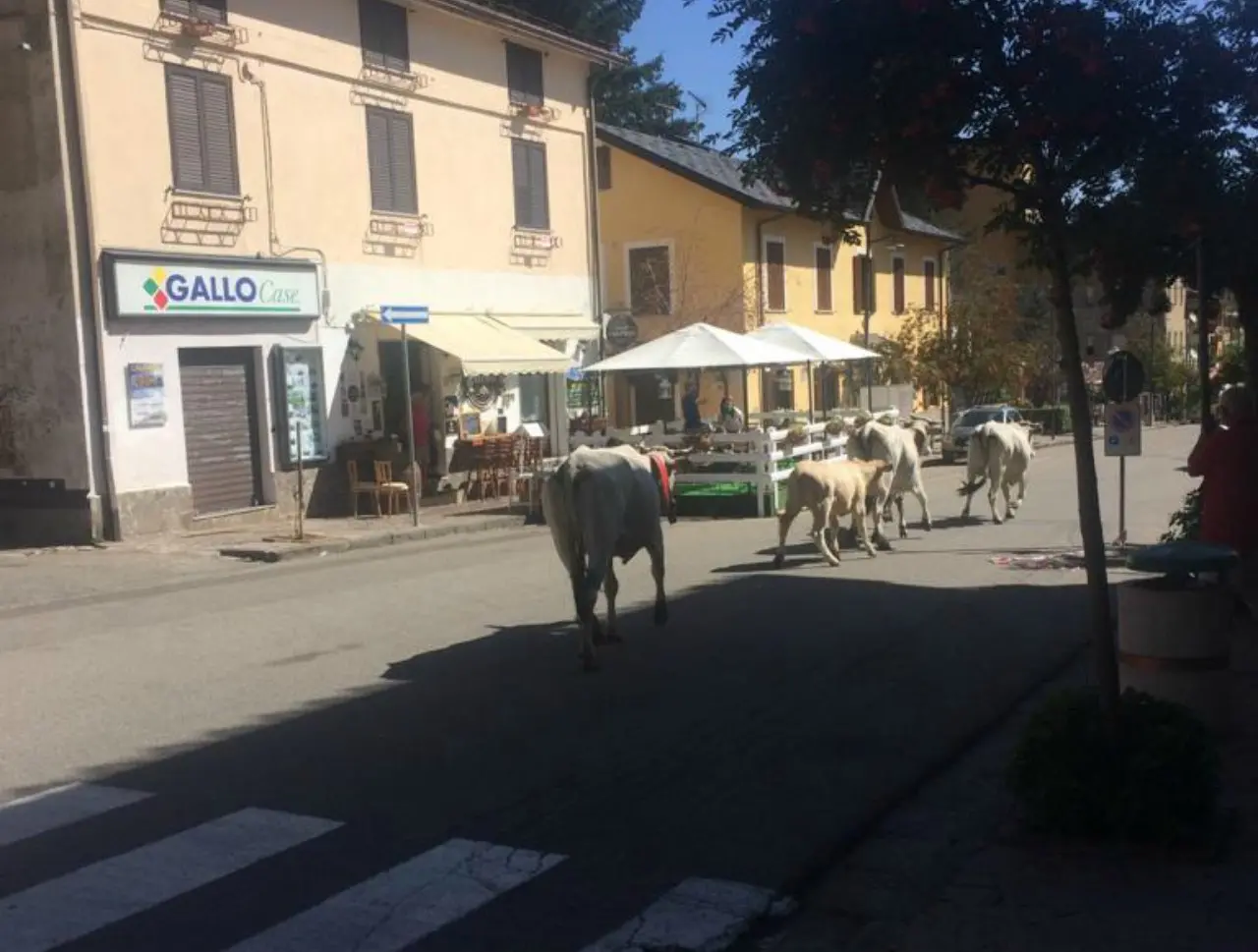 Quattro mucche a passeggio nel cuore di Camigliatello Silano