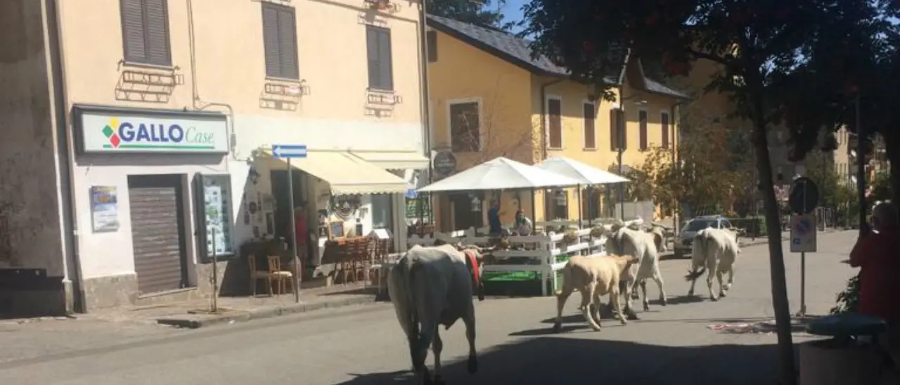 Quattro mucche a passeggio nel cuore di Camigliatello Silano