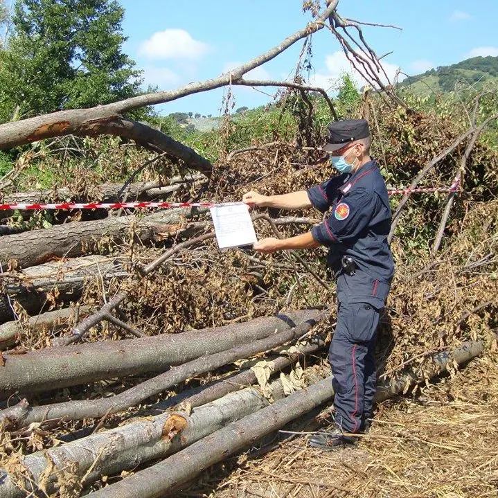 Combustione illecita di rifiuti e taglio abusivo, due persone denunciate