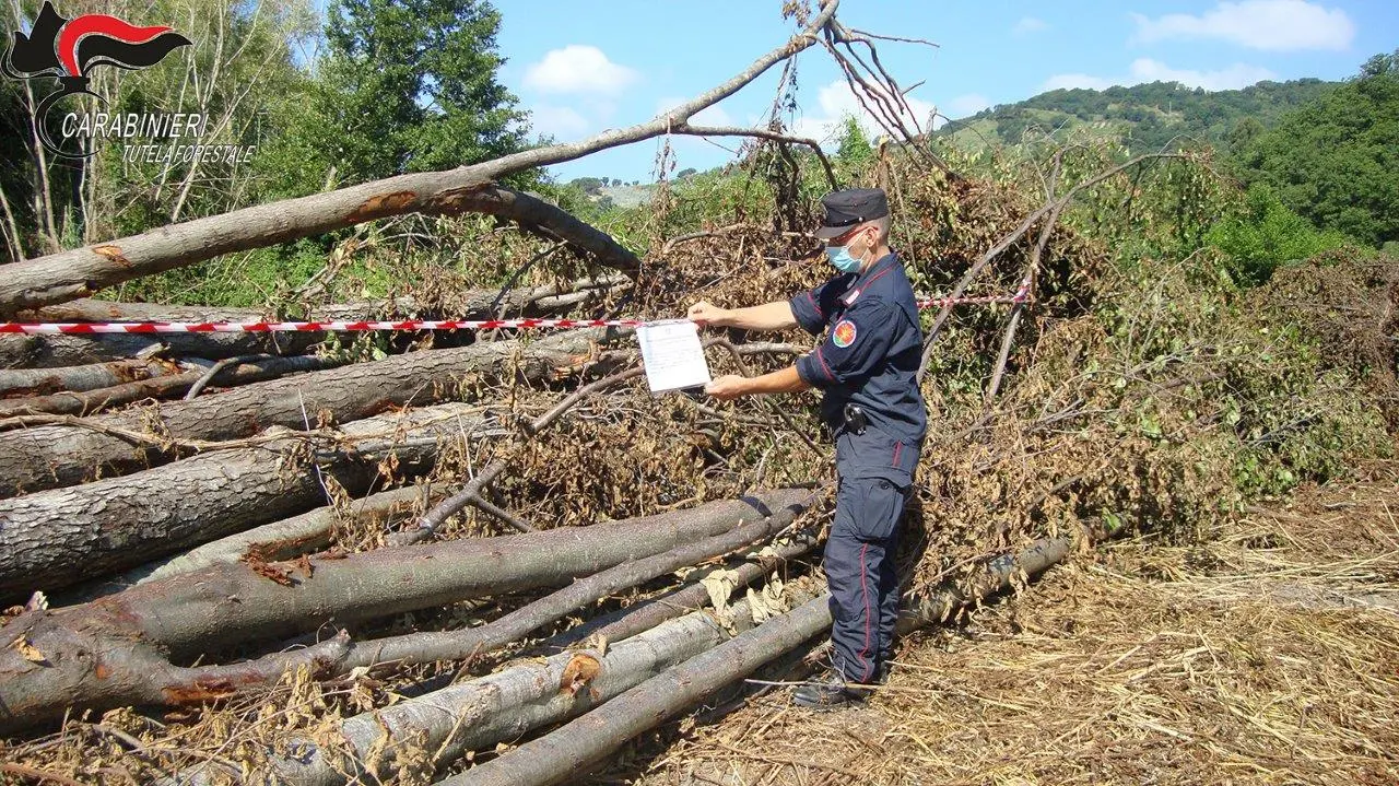 Combustione illecita di rifiuti e taglio abusivo, due persone denunciate