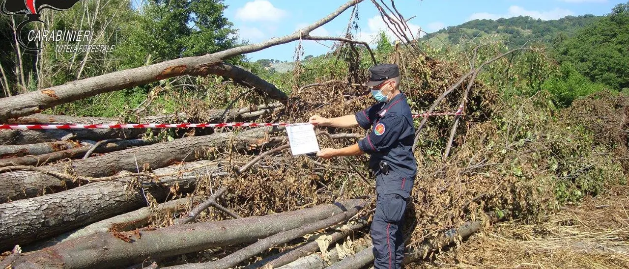 Combustione illecita di rifiuti e taglio abusivo, due persone denunciate