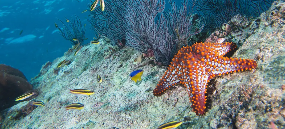 Ad Amendolara i concorsi per stazione zoologica