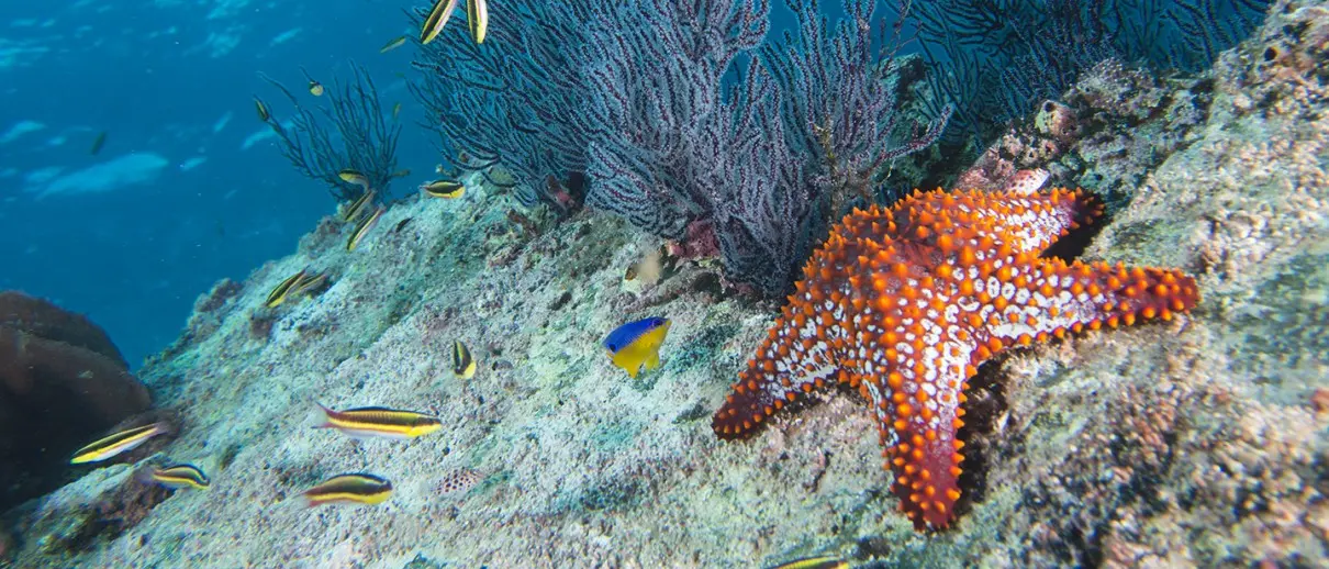 Ad Amendolara i concorsi per stazione zoologica