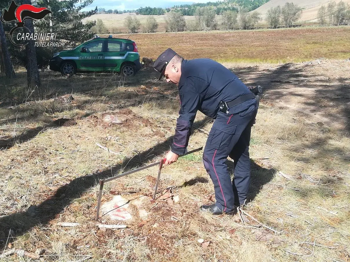Casali del Manco, taglio irregolare: scattano denunce e sequestri