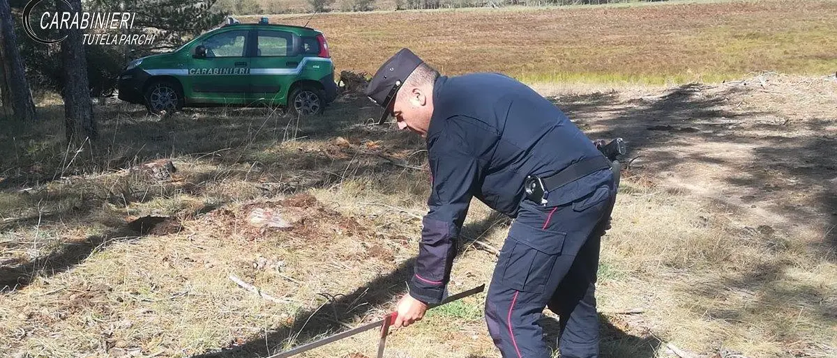 Casali del Manco, taglio irregolare: scattano denunce e sequestri
