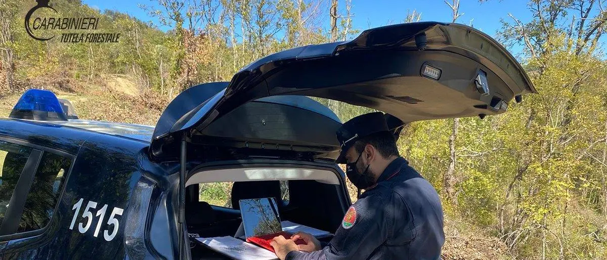 San Martino di Finita: denunciate tre persone per furto e taglio abusivo