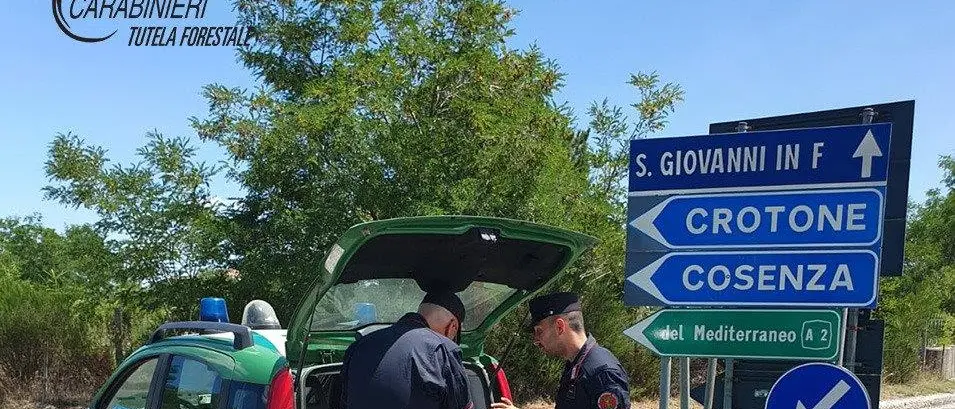 San Giovanni in Fiore, concluse le indagini su un incendio boschivo