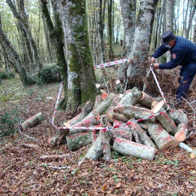 Cetraro, taglio abusivo su area comunale: denunciato