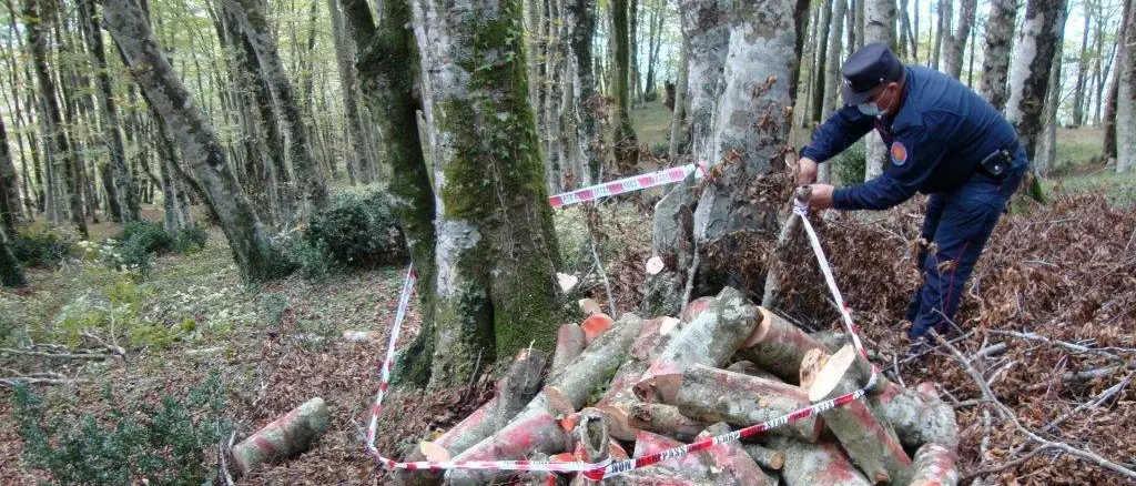 Cetraro, taglio abusivo su area comunale: denunciato