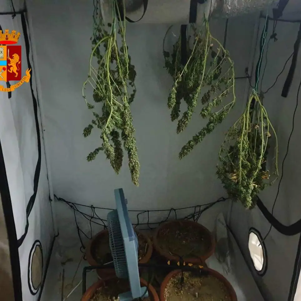 Giovane coppia di Corigliano arrestata per coltivazione di marijuana