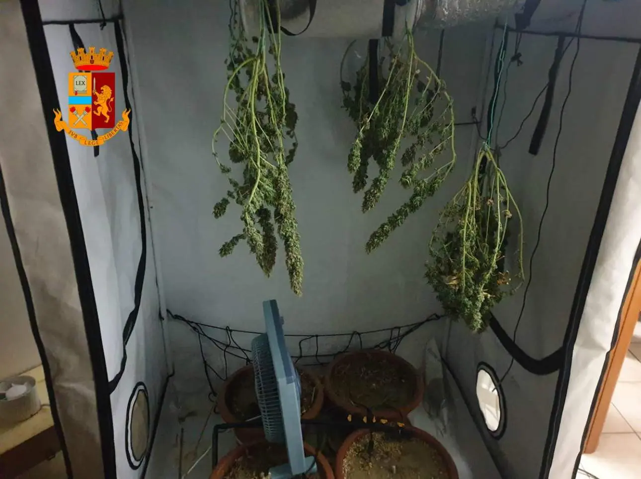 Giovane coppia di Corigliano arrestata per coltivazione di marijuana