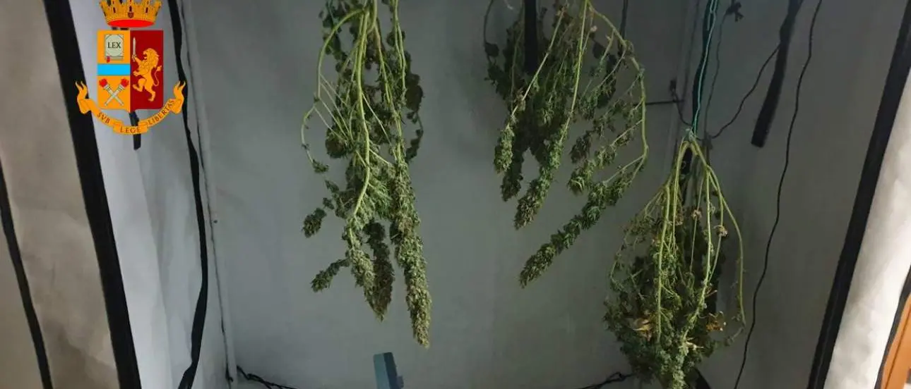 Giovane coppia di Corigliano arrestata per coltivazione di marijuana