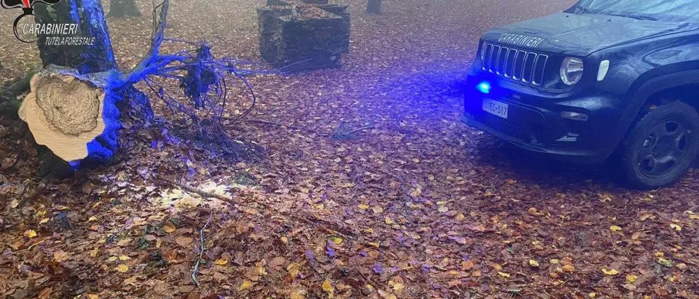 Montalto Uffugo, tratto in arresto per furto di legname