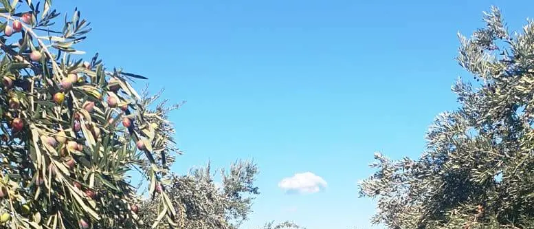 Coldiretti Calabria, è la giornata ulivi Unesco in Calabria 25milioni di piante