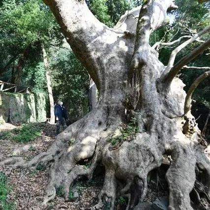 Platano gigante di Curinga, De Caprio: «La biodiversità è una ricchezza da tutelare»