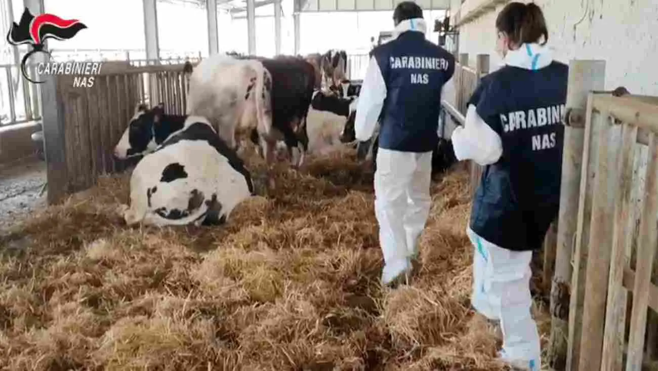 Operazione \"Fox\", animali macellati senza controlli sanitari: 6 arresti