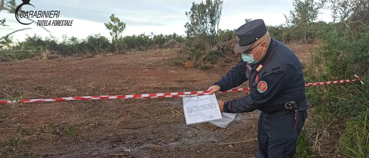 Sradicamento di macchia mediterranea e abusivismo edilizio: due sequestri nell'Alto Tirreno