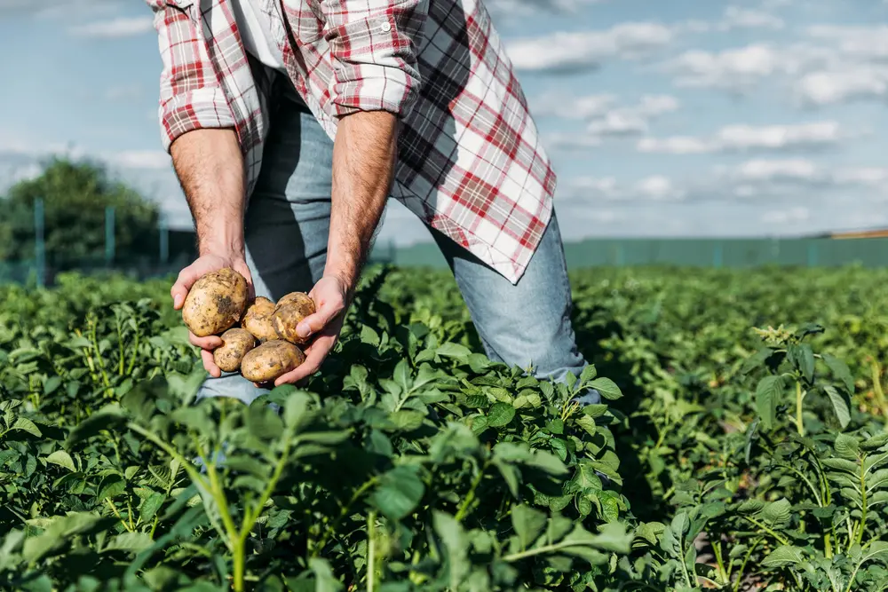 Aieta (DP): giovani in aumento in agricoltura, la programmazione di Oliverio dà i suoi frutti