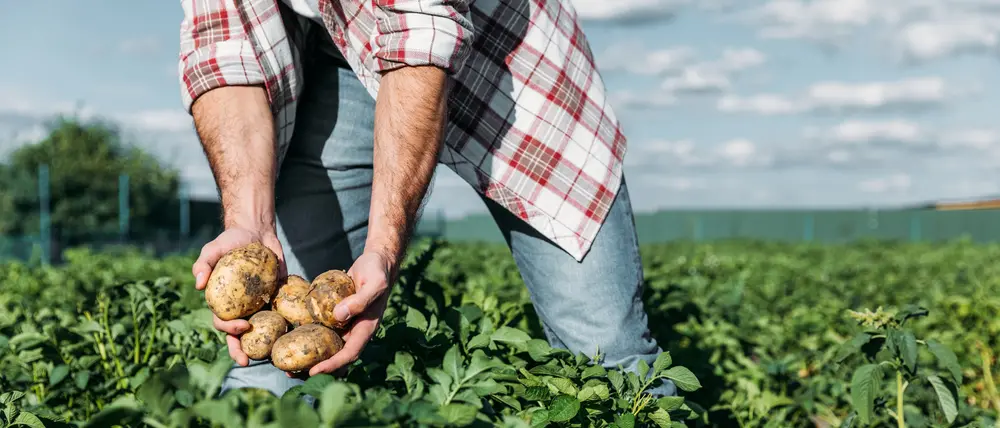 Aieta (DP): giovani in aumento in agricoltura, la programmazione di Oliverio dà i suoi frutti