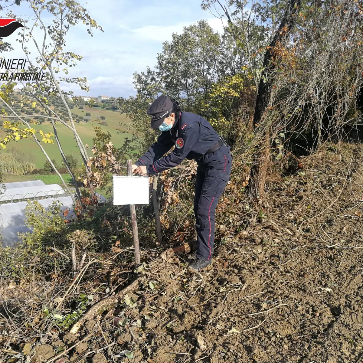 Tarsia e S.Marco Argentano: denunce e sequestri dei Carabinieri Forestale