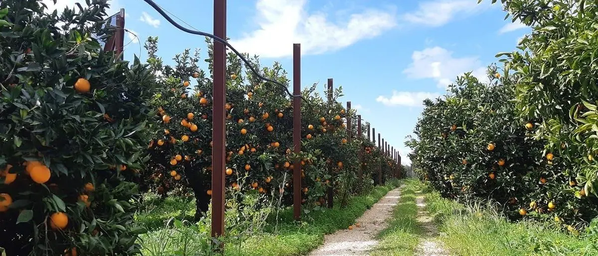Coldiretti reimpianto agrumeti: via alle domande di aiuto, tempi stretti ma è una buona occasione