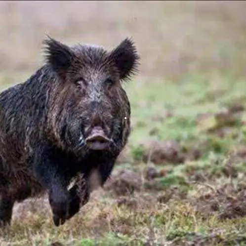 Caccia al cinghiale, arriva il sì dell'Ispra: proroga al 31 gennaio 2021