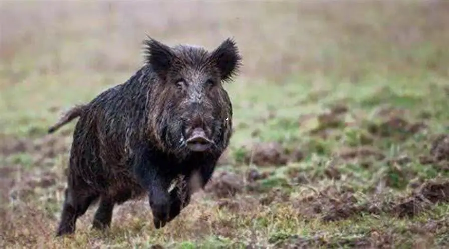 Caccia al cinghiale, arriva il sì dell'Ispra: proroga al 31 gennaio 2021