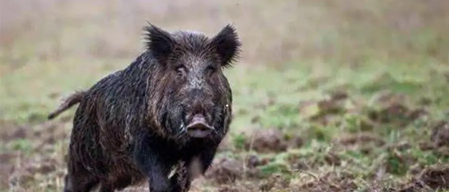 Caccia al cinghiale, arriva il sì dell'Ispra: proroga al 31 gennaio 2021