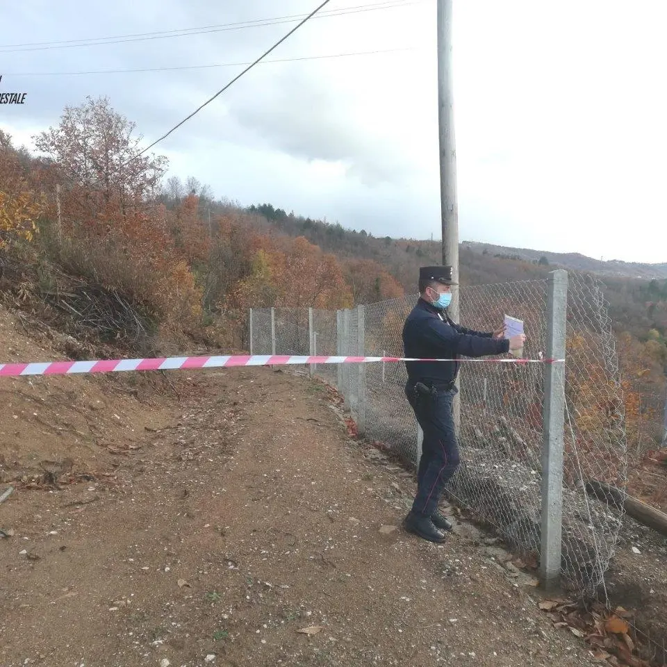 Acri: taglio boschivo abusivo, sequestro in località \"Ordichetto\"