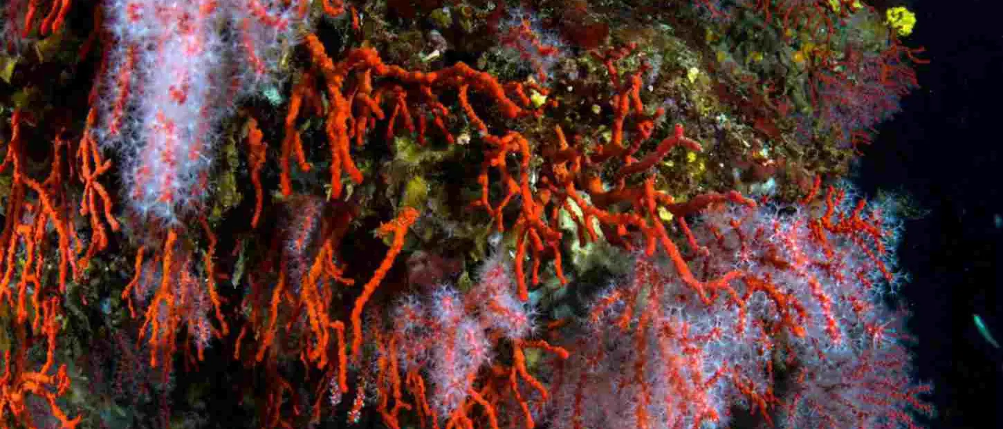 Nuove tecnologie per tutelare i coralli del Mediterraneo: il Ministero finanzia il progetto Unical