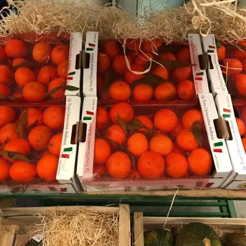Coldiretti, continua l’impegno per la valorizzazione della clementina IGP Calabria
