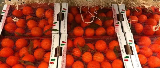 Coldiretti, continua l’impegno per la valorizzazione della clementina IGP Calabria