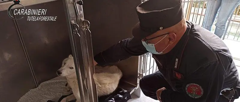 Scalea, maltrattamento di animali. Denunciato un uomo