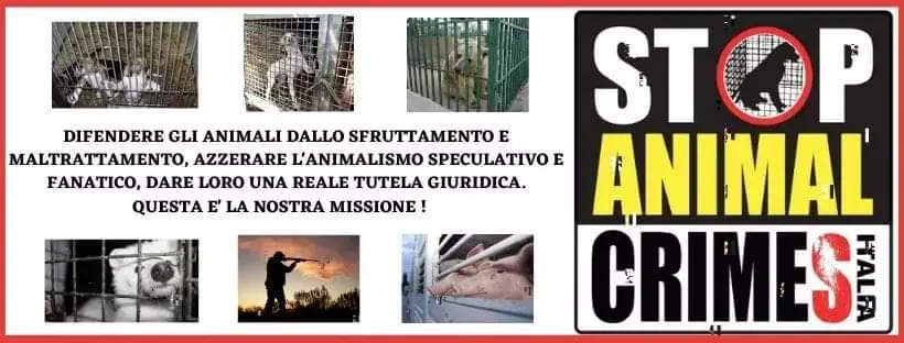 La Calabria alzi la testa. Anche gli Animali hanno diritto alla dignità