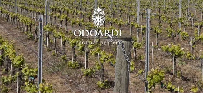 Sequestro azienda vinicola \"Odoardi\", la Cassazione annulla con rinvio