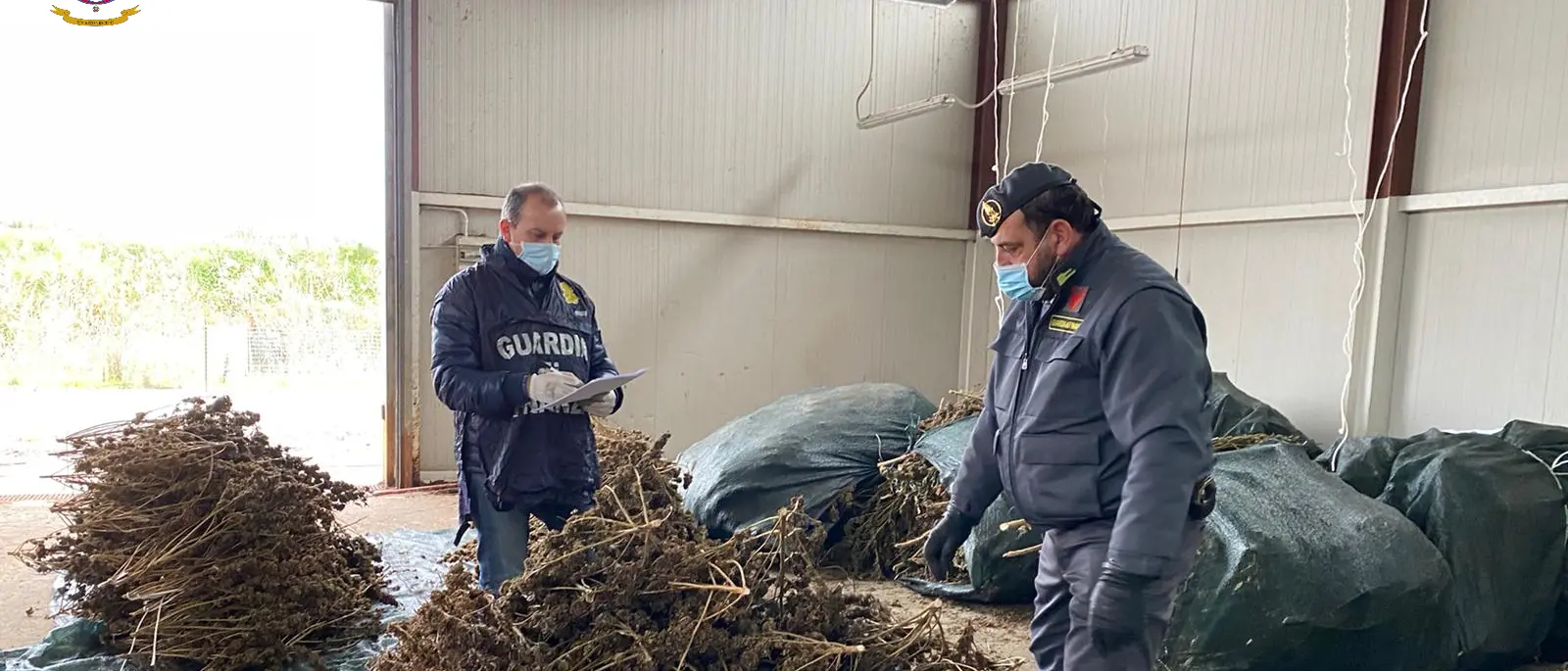 Cassano, sequestrate oltre 3.400 piante di cannabis non conforme