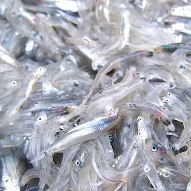 Pesca Sardella, Ferrara (M5S): «La campagna sperimentale primo passo per riconoscere un comparto fondamentale in Calabria»