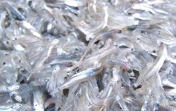 Pesca Sardella, Ferrara (M5S): «La campagna sperimentale primo passo per riconoscere un comparto fondamentale in Calabria»