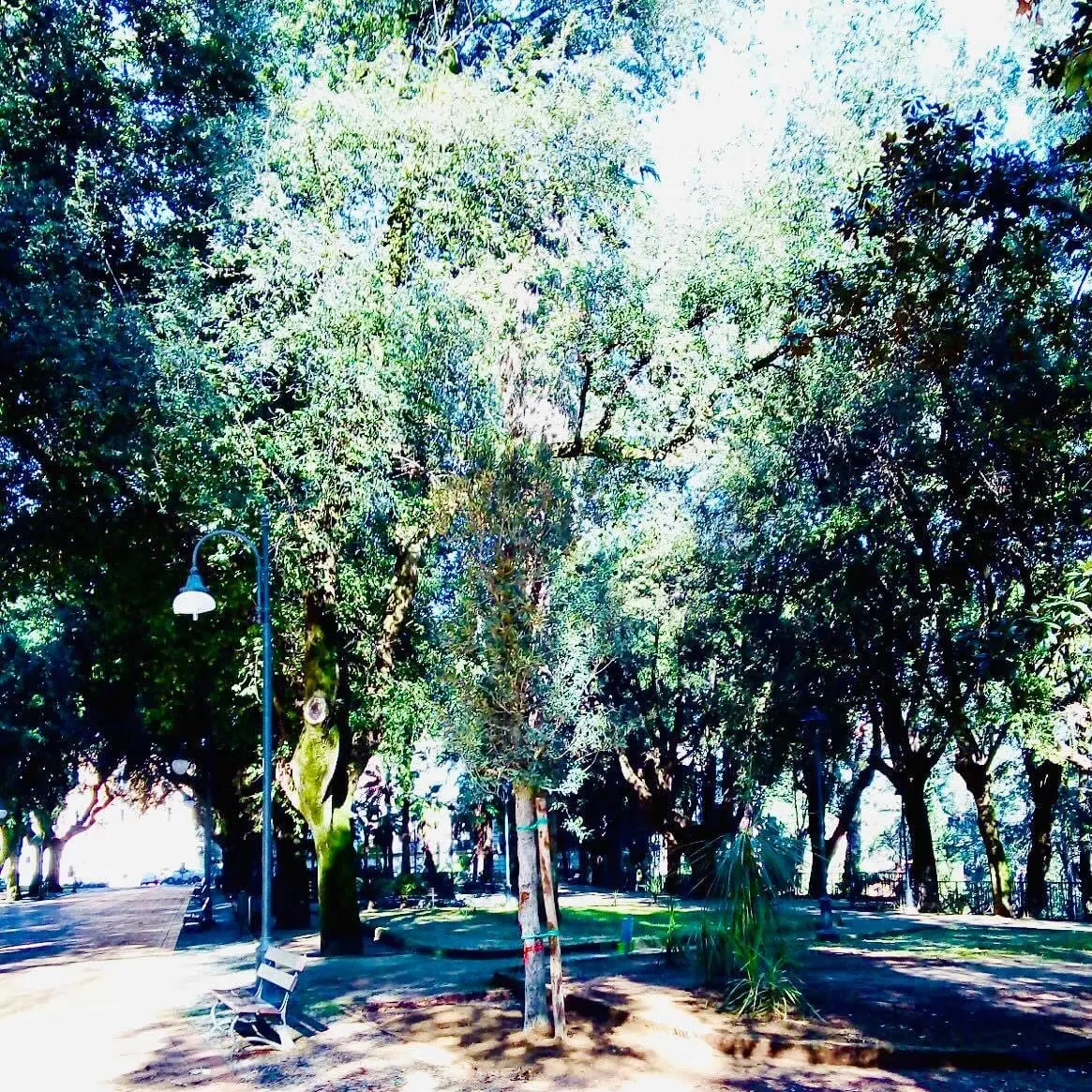 Mario Occhiuto: «La città di Cosenza diventa sempre più green»