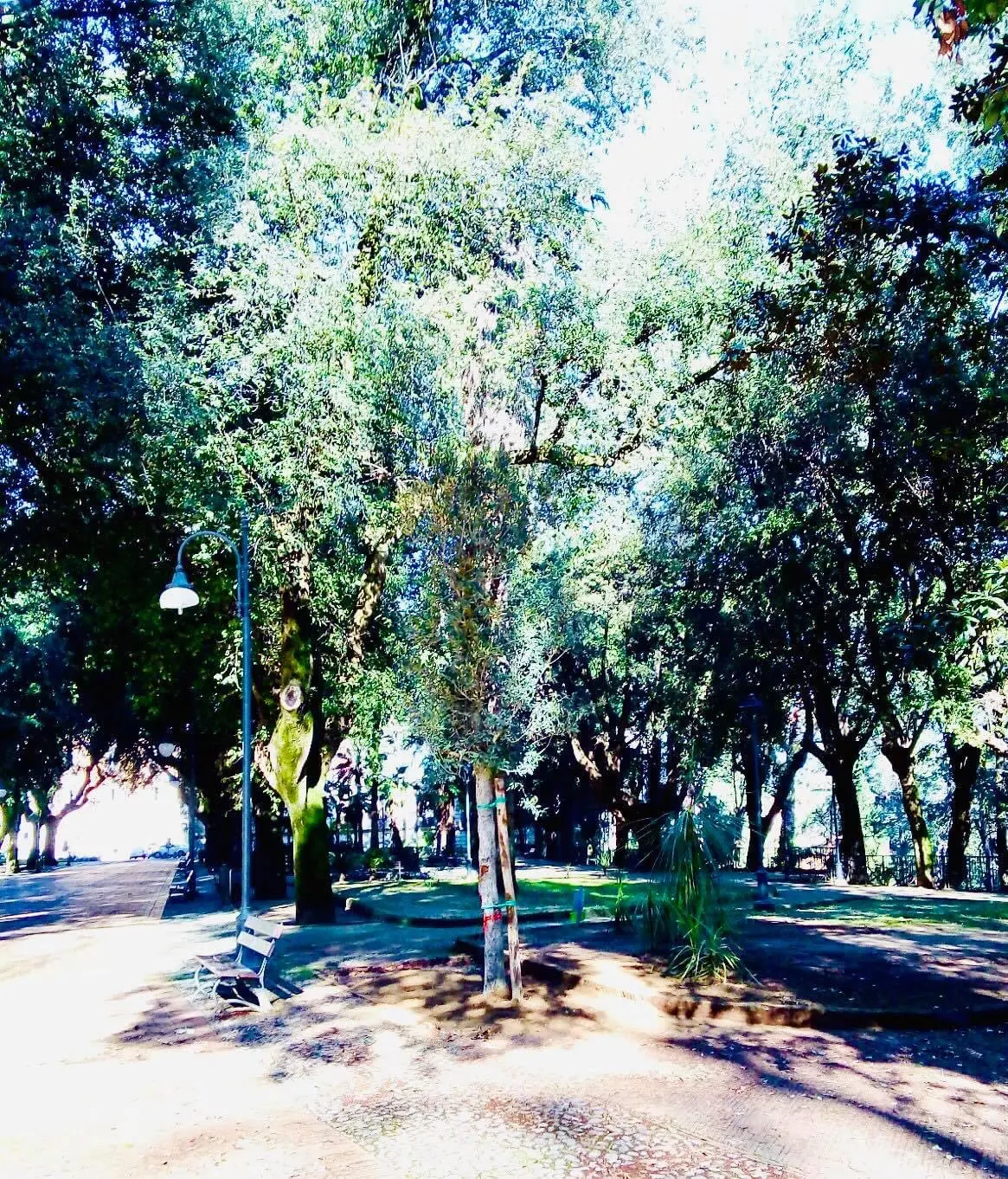 Mario Occhiuto: «La città di Cosenza diventa sempre più green»