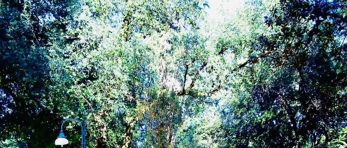 Mario Occhiuto: «La città di Cosenza diventa sempre più green»