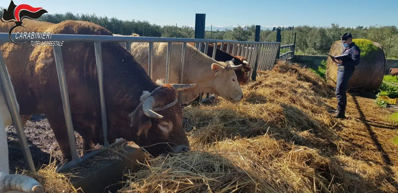 Cerchiara di Calabria, denunciato allevatore