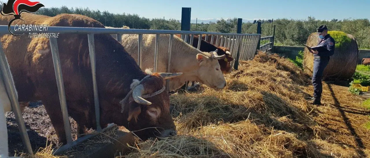 Cerchiara di Calabria, denunciato allevatore