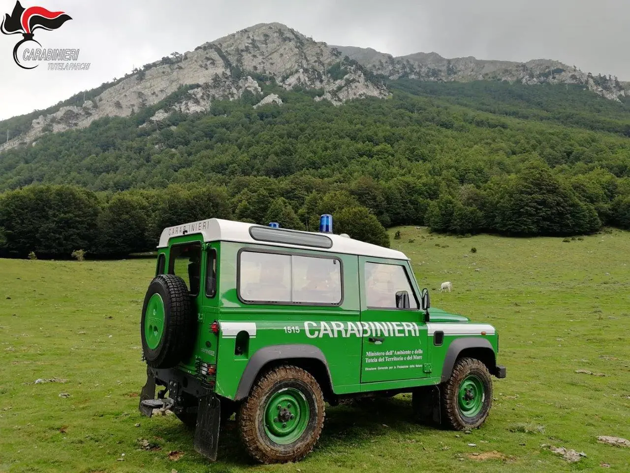La tutela del Parco del Pollino, il bilancio 2020 dell'Arma Forestale